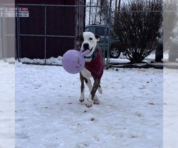 Medium Photo #7 Mutt Puppy For Sale in Muskegon, MI, USA