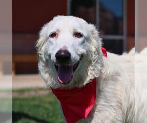 Great Pyrenees-Unknown Mix Dogs for adoption in San Antonio, TX, USA