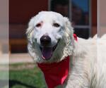 Small Great Pyrenees Mix