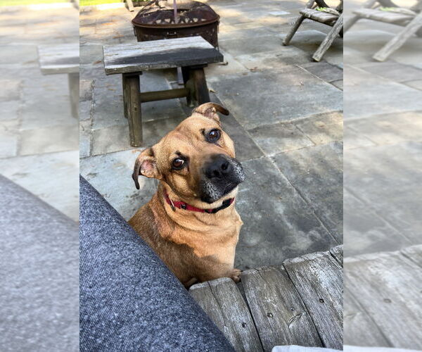 Medium Photo #9 American Pit Bull Terrier-Labrador Retriever Mix Puppy For Sale in Brewster, NY, USA