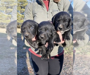 Australian Cattle Dog-Labrador Retriever Mix Puppy for sale in SCOTTSVILLE, VA, USA