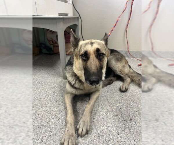 Medium Photo #1 German Shepherd Dog-Unknown Mix Puppy For Sale in Pasadena, TX, USA