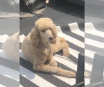 Small #1 Poodle (Standard)