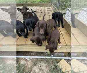 Labrador Retriever Litter for sale in HURLEY, VA, USA