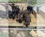 Small Labrador Retriever