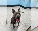 Small #1 American Pit Bull Terrier Mix