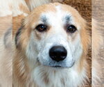 Small #4 Great Pyrenees