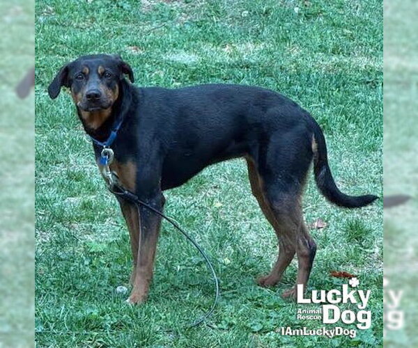 Medium Photo #7 Labrador Retriever-Unknown Mix Puppy For Sale in Washington, DC, USA