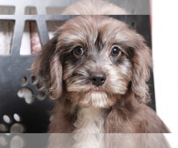 Medium Photo #5 Cavapoo Puppy For Sale in MARIETTA, GA, USA