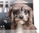 Small Photo #5 Cavapoo Puppy For Sale in MARIETTA, GA, USA