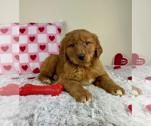 Golden Retriever Puppy for sale in GREENFIELD, IN, USA
