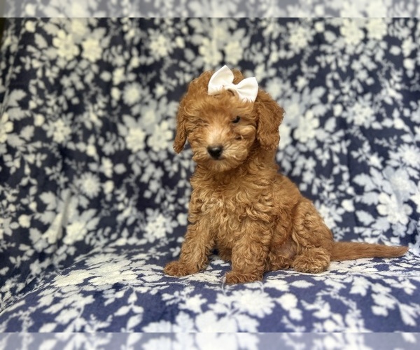 Medium Photo #2 Goldendoodle (Miniature) Puppy For Sale in LAKELAND, FL, USA