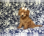 Small #1 Goldendoodle (Miniature)