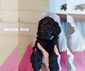 Goldendoodle Puppy for sale in PITTSGROVE, NJ, USA