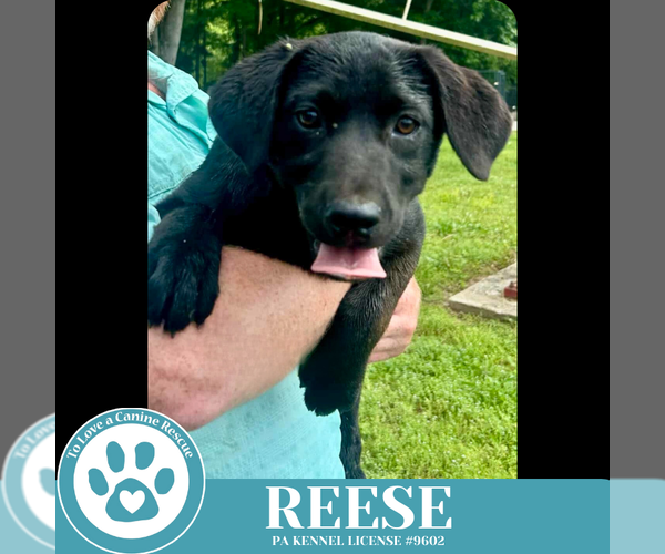 Medium Photo #4 Labrador Retriever-Unknown Mix Puppy For Sale in Kimberton, PA, USA