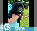 Small #3 Labrador Retriever Mix