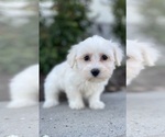 Small #2 Coton de Tulear-Poodle (Toy) Mix