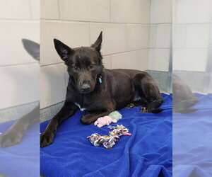 Mutt Dogs for adoption in Waterford, VA, USA