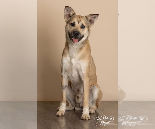 Medium Photo #4 Labrador Retriever-Unknown Mix Puppy For Sale in Claremore, OK, USA