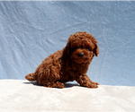 Small #2 Poodle (Toy)
