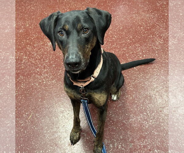 Medium Photo #10 Mutt Puppy For Sale in Fargo, ND, USA