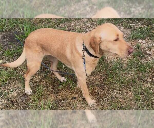 Medium Photo #1 Labrador Retriever Puppy For Sale in San Antonio, TX, USA