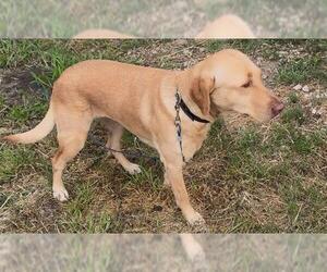 Labrador Retriever Dogs for adoption in San Antonio, TX, USA