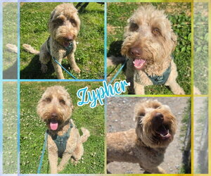 Poodle (Standard) Dogs for adoption in Blacksburg, SC, USA