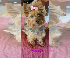 Mother of the Yorkshire Terrier puppies born on 03/30/2023