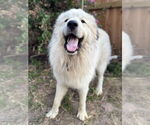 Small #1 Great Pyrenees