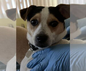 Parson Russell Terrier Dogs for adoption in Davie, FL, USA