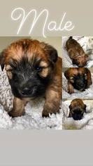 Soft Coated Wheaten Terrier Puppy for sale in BLANDING, UT, USA