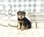 Small Photo #6 YorkiePoo Puppy For Sale in MARIETTA, GA, USA