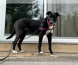Greyhound-Labrador Retriever Mix Dogs for adoption in Doylestown, PA, USA