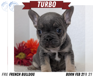 Medium French Bulldog