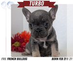 Puppy Turbo French Bulldog