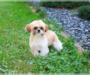Shih Tzu Puppy for sale in SYRACUSE, IN, USA