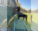 Small Photo #1 Doberman Pinscher Puppy For Sale in FORT WORTH, TX, USA