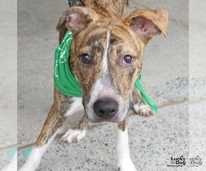 Flarry - Male Plott Hound-Unknown Mix Dog for Adoption - Photo #4