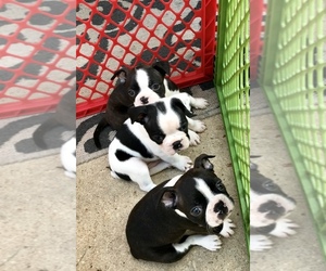 Boston Terrier Puppy for sale in CONVERSE, TX, USA