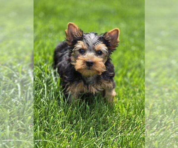 Medium Photo #2 Yorkshire Terrier Puppy For Sale in ELMHURST, IL, USA