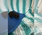 Small #3 French Bulldog