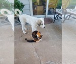 Small #2 Mutt