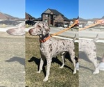 Small Photo #1 Goldendoodle Puppy For Sale in HOWARD CITY, MI, USA