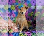 Small Photo #1 Shiba Inu Puppy For Sale in OXFORD, PA, USA