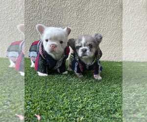 French Bulldog Puppy for sale in LAKEWOOD, CA, USA