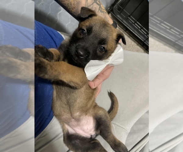 Medium Photo #8 Belgian Malinois Puppy For Sale in REESEVILLE, WI, USA