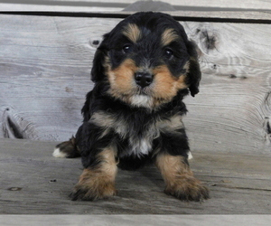 Bernedoodle Puppy for sale in BOULEVARD, NY, USA