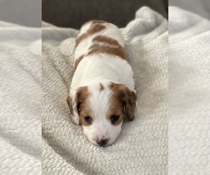 Dachshund Puppy for sale in INDIANAPOLIS, IN, USA