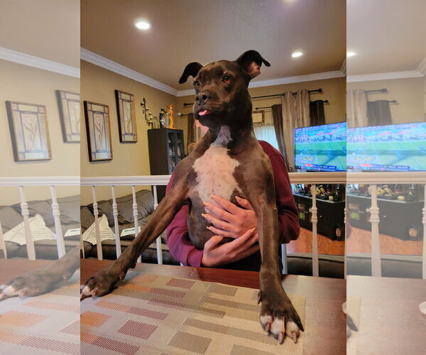 Medium Photo #4 American Pit Bull Terrier-Unknown Mix Puppy For Sale in Berkeley, CA, USA